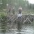 Beaver Dam